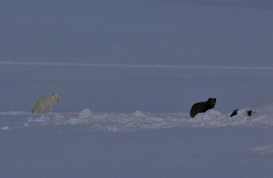 A new batch of Arctic foxes released on the Varanger Peninsula 